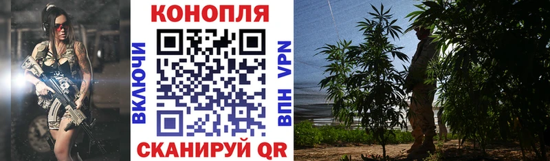 Каннабис сатива Кисловодск